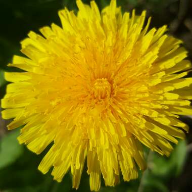 Taraxacum officinale