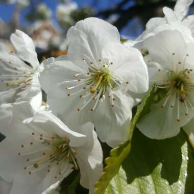 Prunus