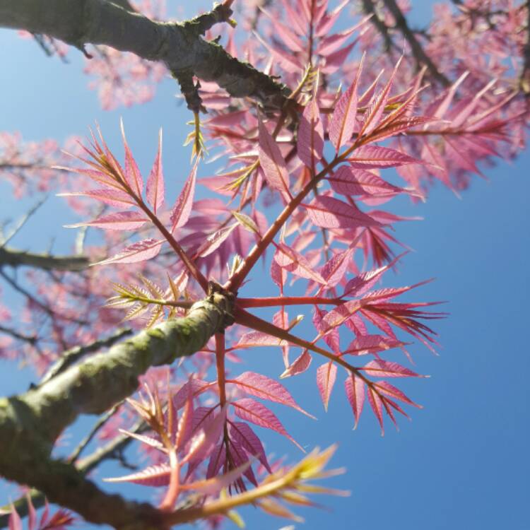 Plant image Toona sinensis Flamingo