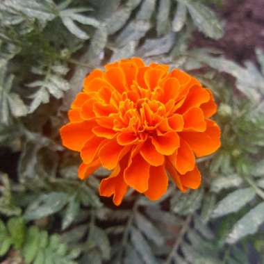 Tagetes