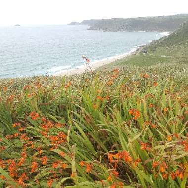 Crocosmia