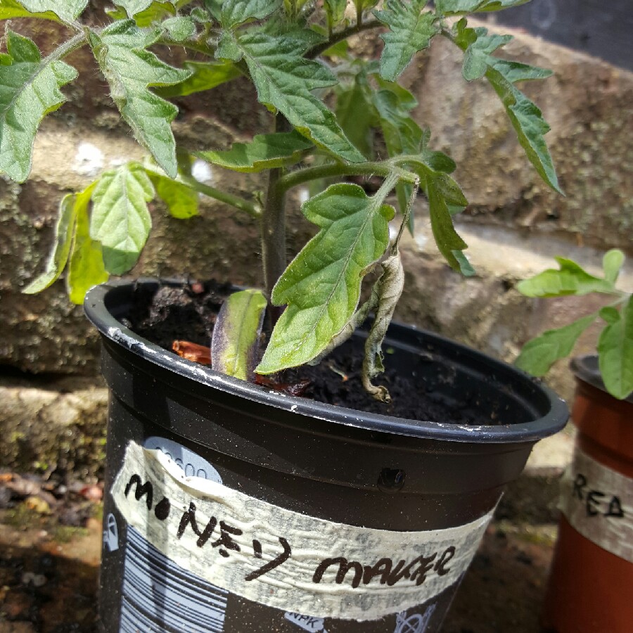 Solanum lycopersicum 'Moneymaker' syn. Solanum lycopersicum 'Money Maker'