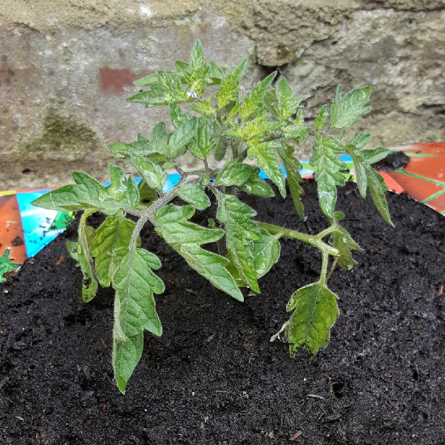 Plant image Solanum lycopersicum 'Moneymaker' syn. Solanum lycopersicum 'Money Maker'