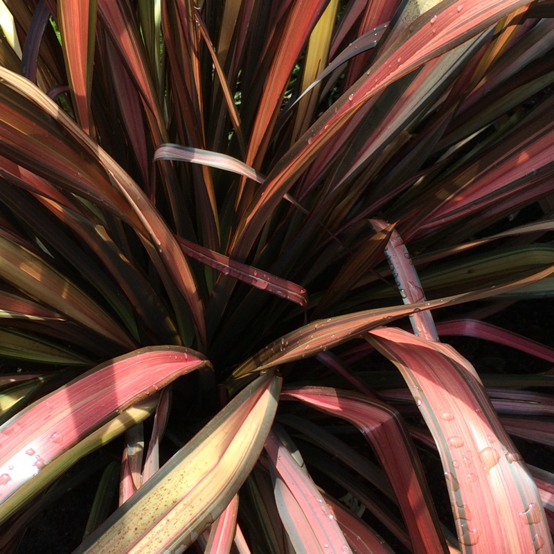 plant image 6136