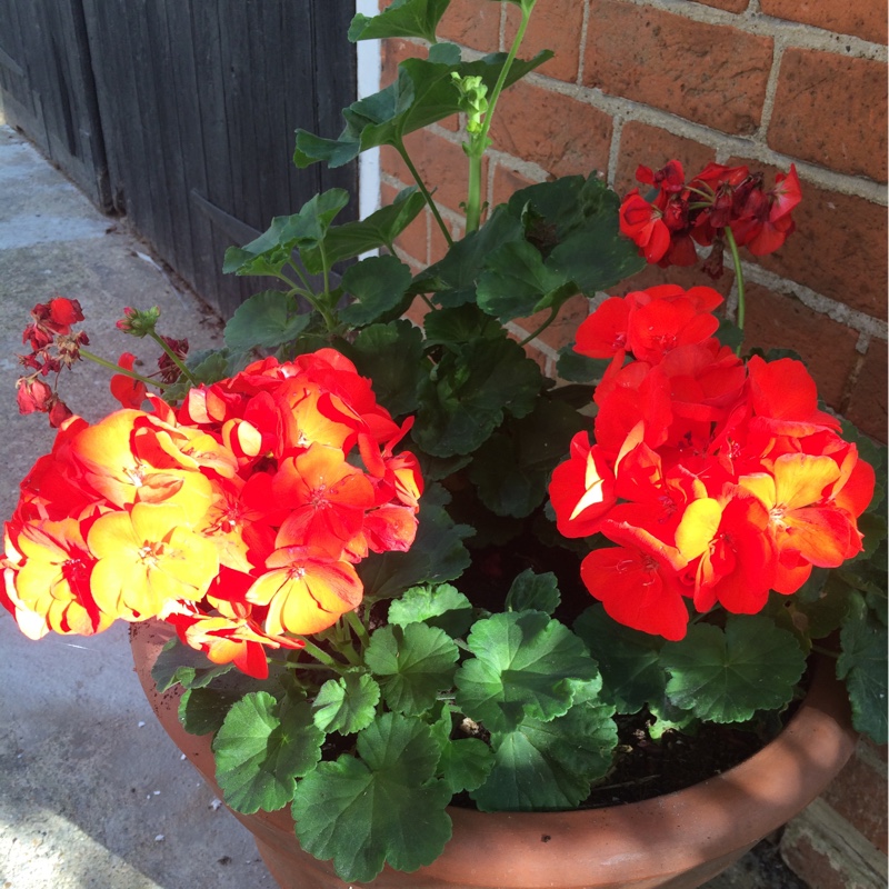 Plant image Pelargonium 'Royal Surprise'