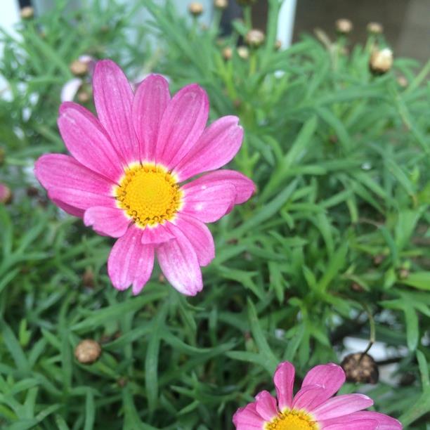 Plant image Chrysanthemum x morifolium Mammoth 'Twilight Pink Daisy'