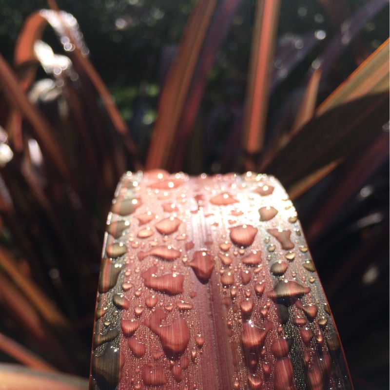 Plant image Phormium 'Evening Glow'