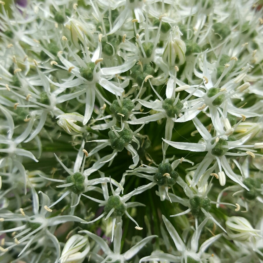 Plant image Allium stipitatum 'Mount Everest'