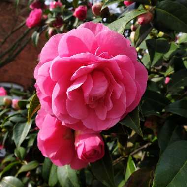 Camellia 'Pink'