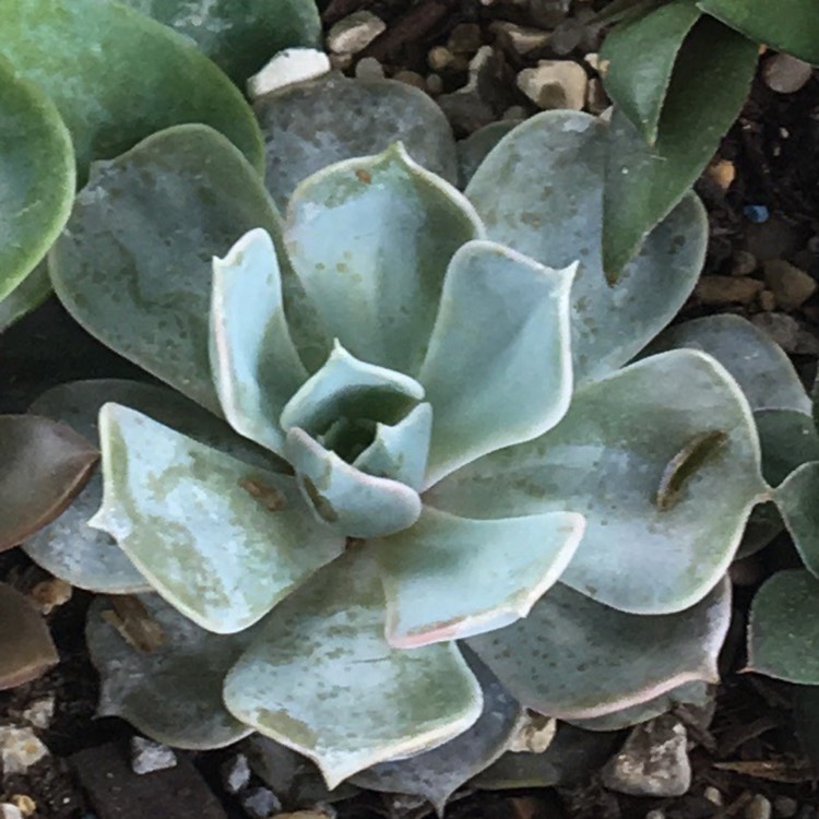 Plant image xGraptoveria Coconut Ice