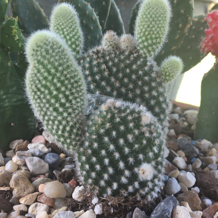 Plant image Opuntia microdasys albata