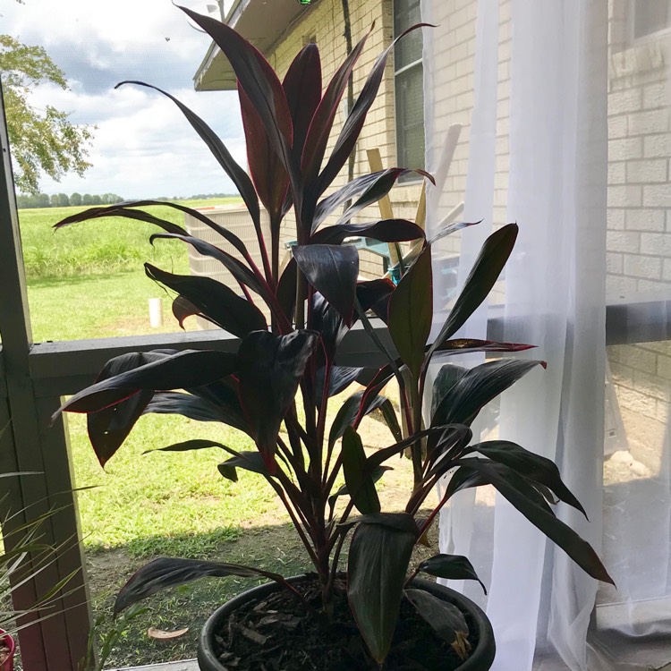 Plant image Cordyline fruticosa 'Red Tips'