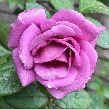 Rosa 'Korvodacom' syn Rosa 'Thank You' ; ' Plum Perfect ™';  'Vodacom'