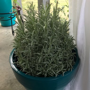 Lavandula