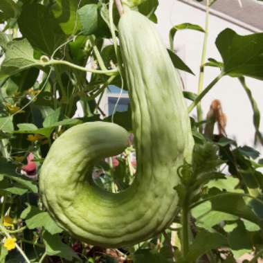 Cucumis melo var. utilissimus