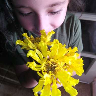 Tagetes erecta