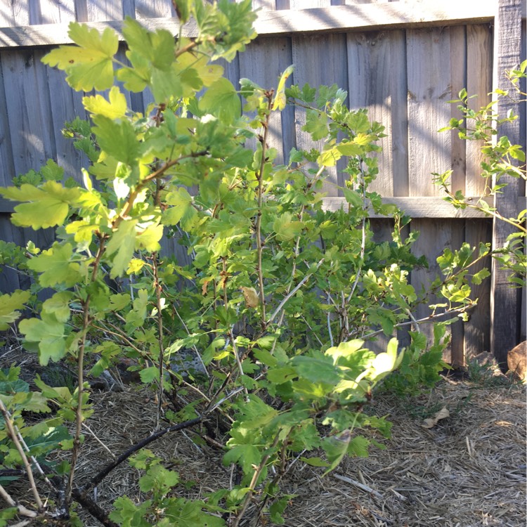 Plant image Ribes uva-crispa 'Hinnonmaki Grun'