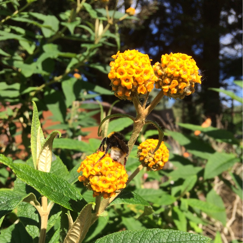 Plant image Buddleja globosa