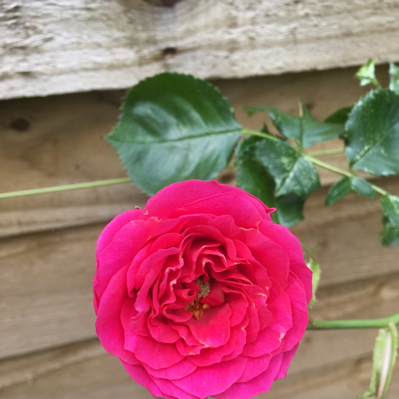 Plant image Rosa 'Starlight Express'