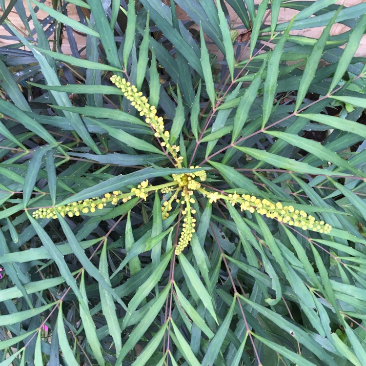 Plant image Mahonia eurybracteata subsp. ganpinensis 'Soft Caress'