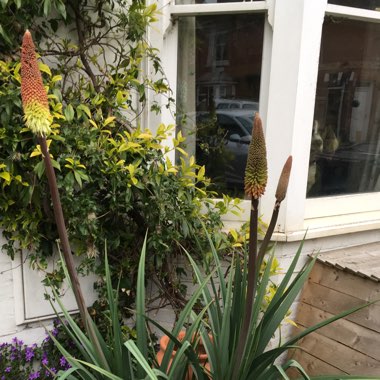 Kniphofia