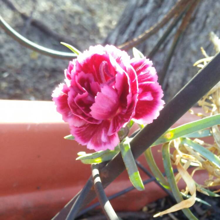 Plant image Dianthus caryophyllus 'Raspberry Ripple'