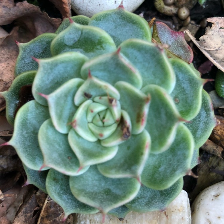 Plant image Echeveria Hyalina