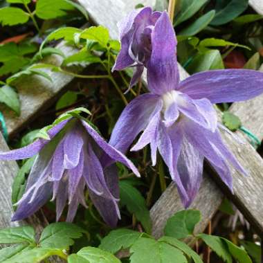 Clematis macropetala 'Wesselton'