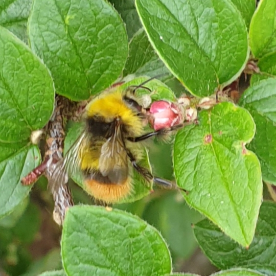 Plant image Cotoneaster