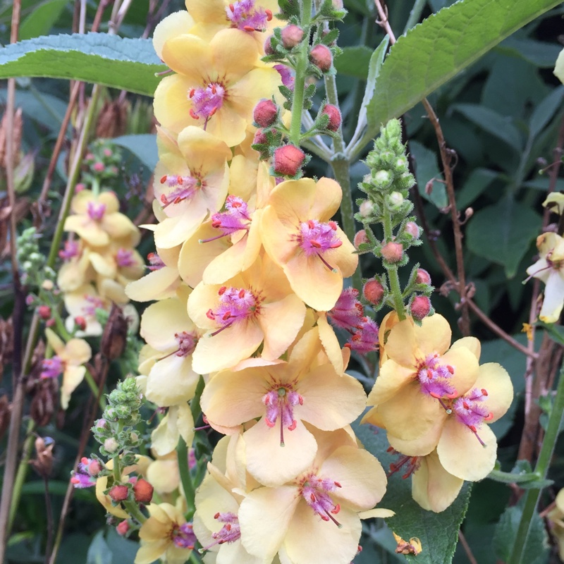 Plant image Verbascum 'Clementine'