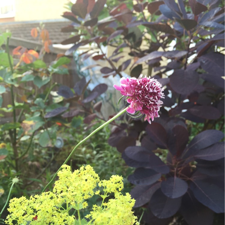 Plant image Scabiosa 'Beaujolais Bonnets'