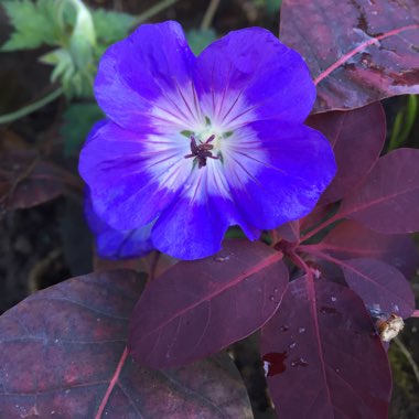 Geranium 'Gerwat' syn. Geranium 'Rozanne'