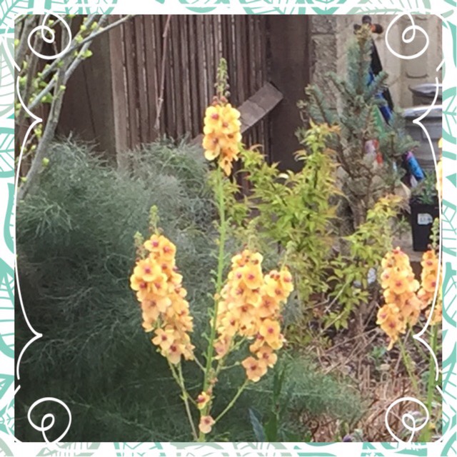 Plant image Verbascum 'Clementine'