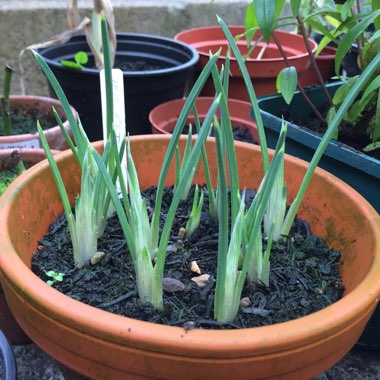 Iris 'Blue Note' syn. Iris reticulata 'Blue Note'