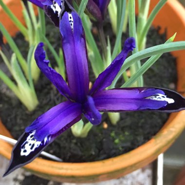 Iris 'Blue Note' syn. Iris reticulata 'Blue Note'