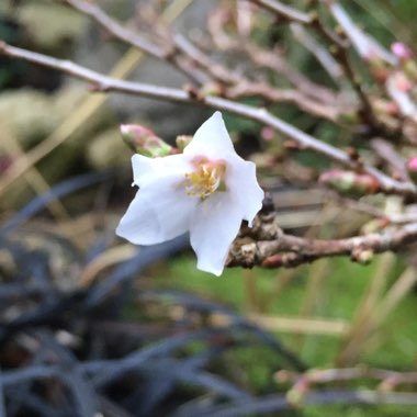 Prunus incisa 'Kojo-no-mai'