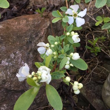 Exochorda racemosa 'Niagara'