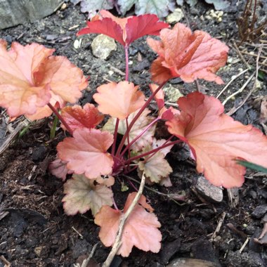 Heuchera 'Paprika'