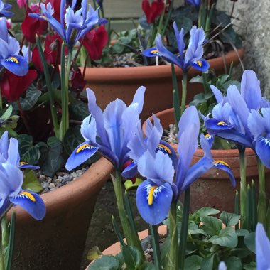 Iris 'Harmony' syn. Iris reticulata 'Harmony'