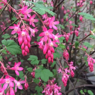 Ribes sanguineum