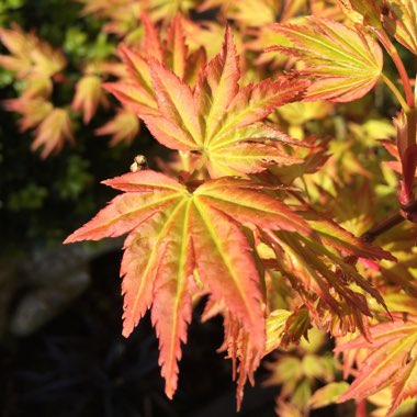 Acer palmatum 'Orange Dream'