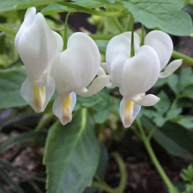 Lamprocapnos spectabilis  syn. Dicentra spectabilis