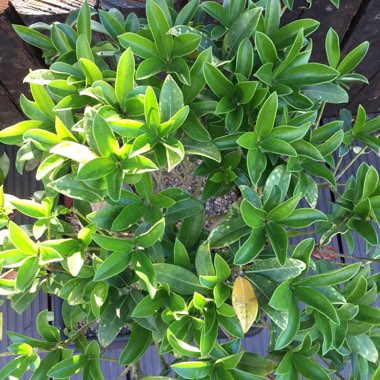 Skimmia japonica 'Fragrans' syn. Skimmia japonica 'Fragrant Cloud'