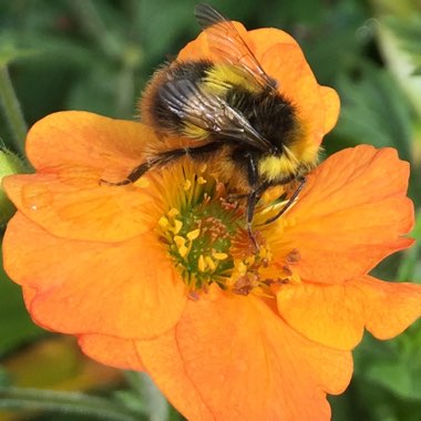 Geum 'Totally Tangerine'