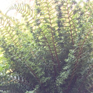 Dryopteris affinis 'Cristata' syn. 'The King'