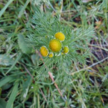 Matricaria discoidea