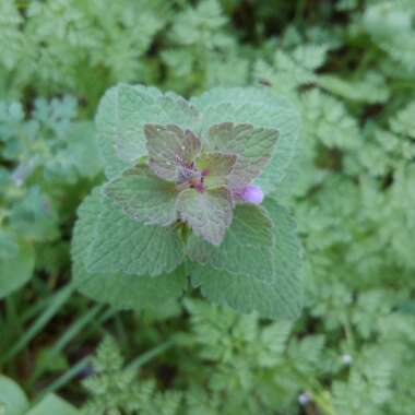 Lamium purpureum