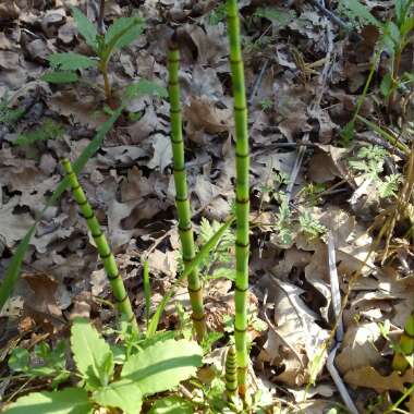 Equisetum Hyemale syn. Equisetum Japonica