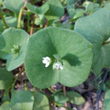 Claytonia sibirica syn. Montia perfoliata ; Montia sibirica