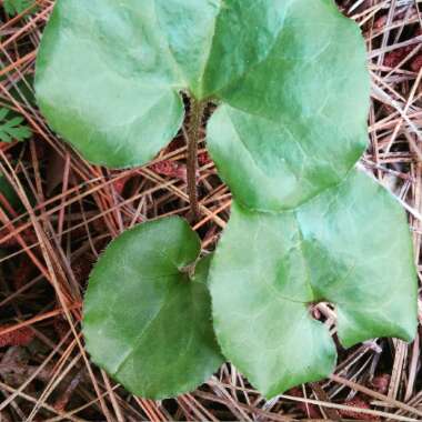 Asarum caudatum